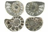 Lot: Cut & Polished, Pyrite Replaced Ammonite Pairs - Pairs #230338-3